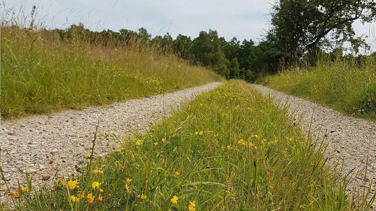 Markvej i Gribskov