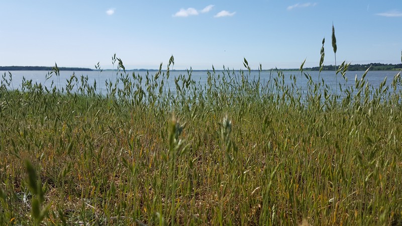 Arresø