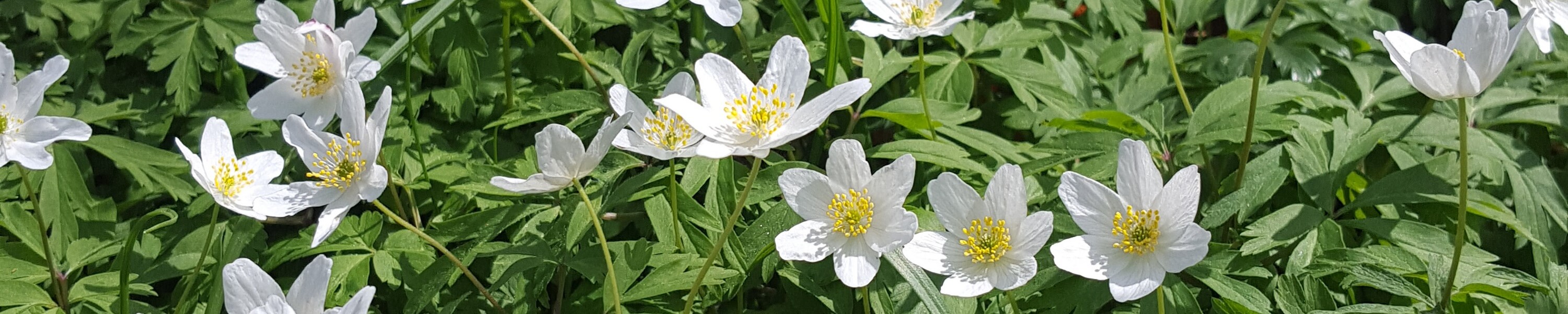 anemoner i skovbund