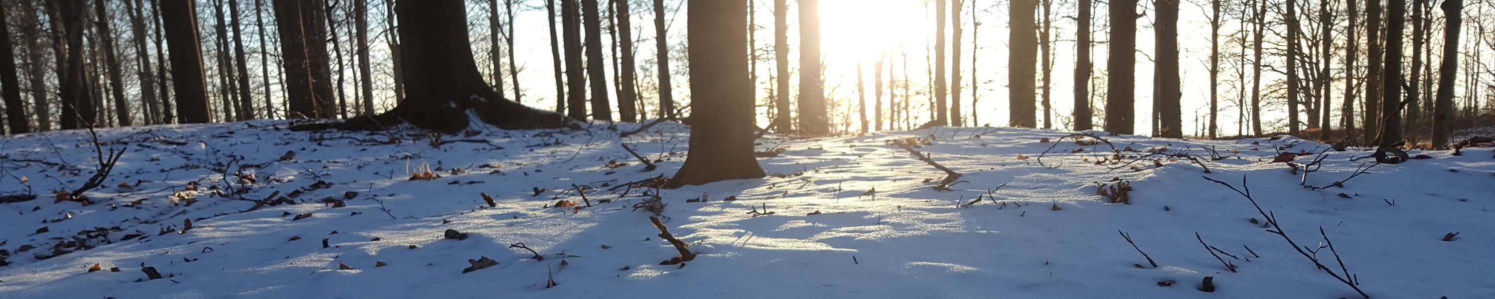 vinter i bøgeskov