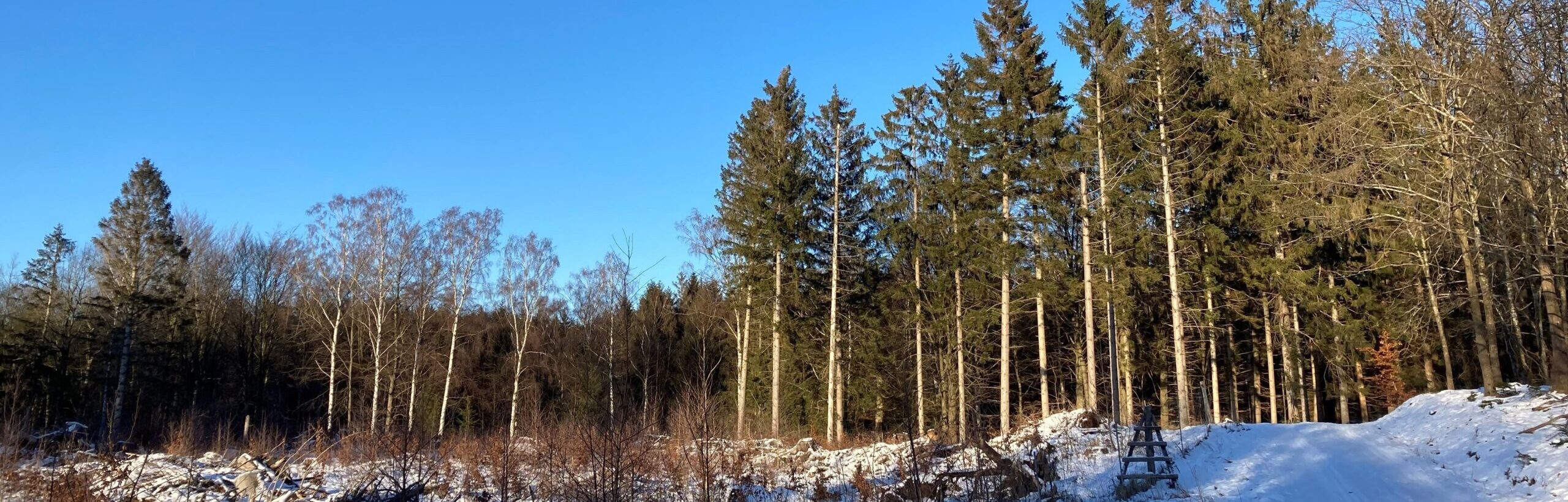 Gribskov vinter